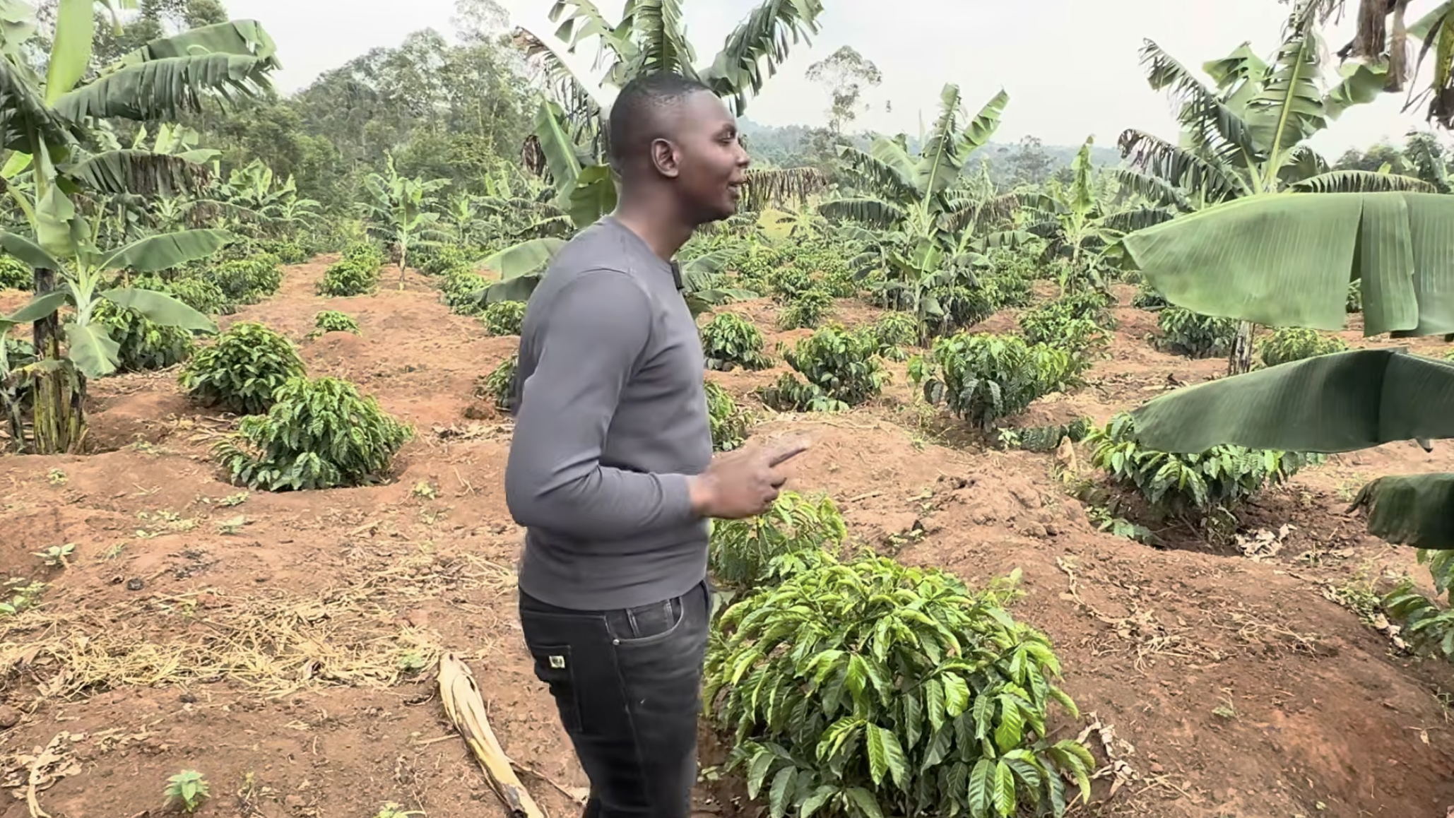 COFFEE SPACING AND BEST TYPE TO PLANT